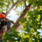 Arborist som arbetar med trädfällning