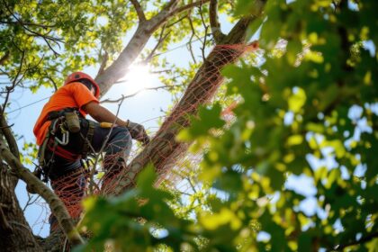 Arborist som arbetar med trädfällning